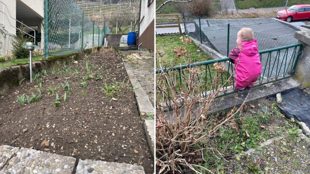 Our February garden